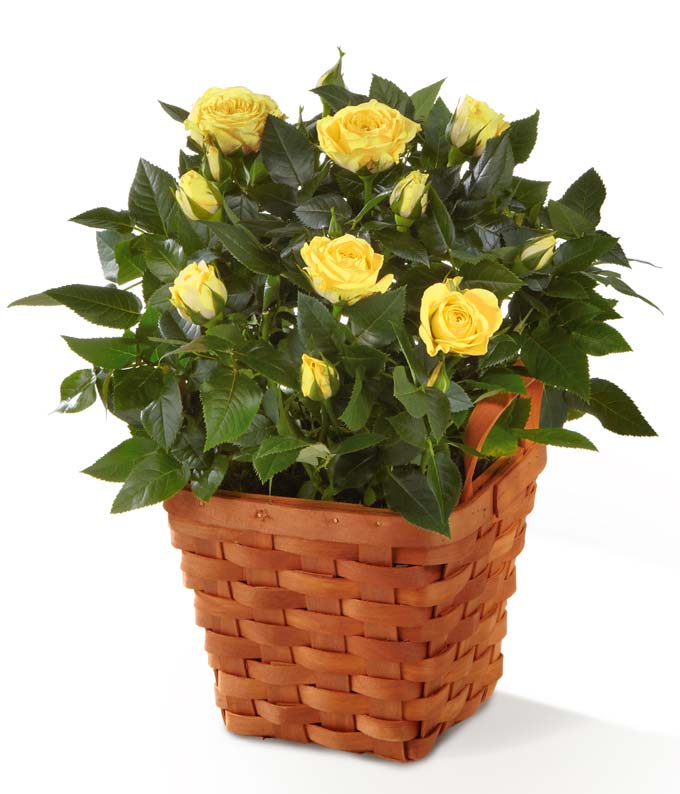 Plant Delivery Send A Orange Mini Rose Plant Delivered In A Woven Basket