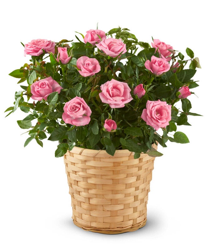 Marco Island Florist | Marco Island & Naples Flower Delivery & Gifts