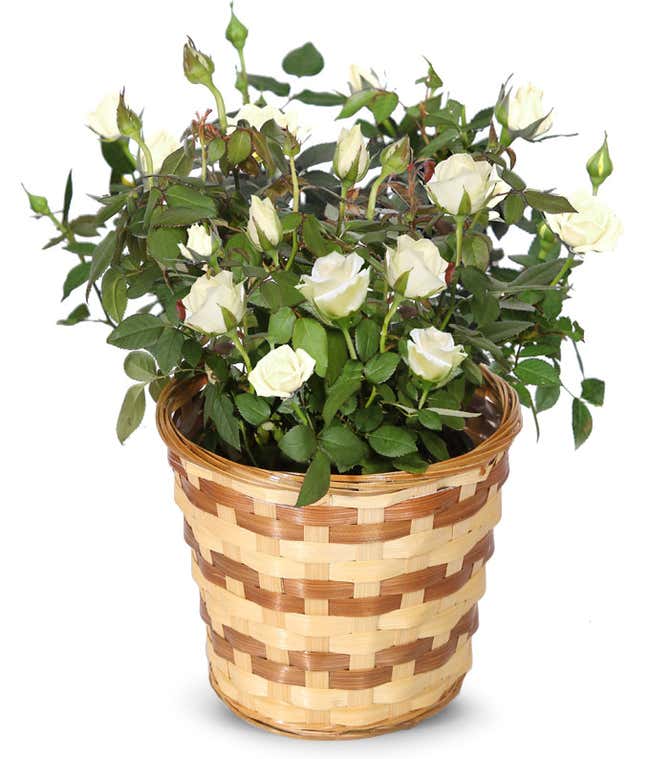White Rose Plant
