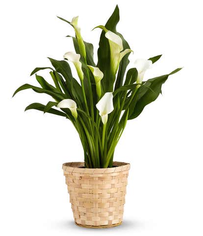 White Calla Lily Potted Plant