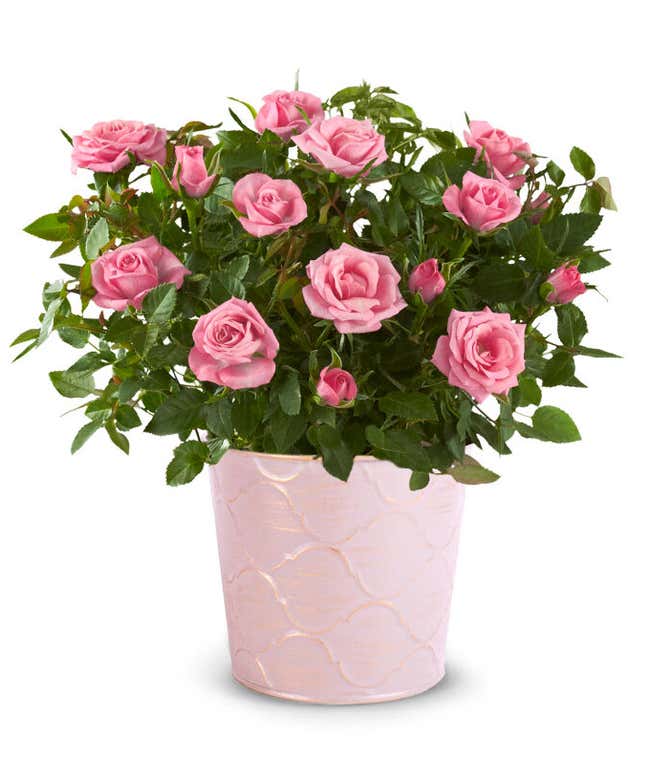 Pink rose plant in a pink tin container