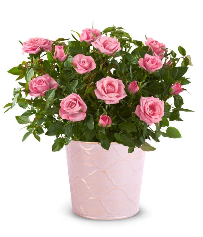 Flowering Plant Delivery - From You Flowers