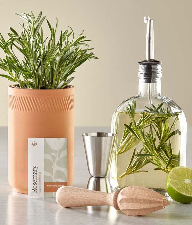 A potted rosemary plant in a terracotta pot, a glass bottle of rosemary-infused alcohol, a stainless steel jigger, a wooden citrus reamer, and a half lime.