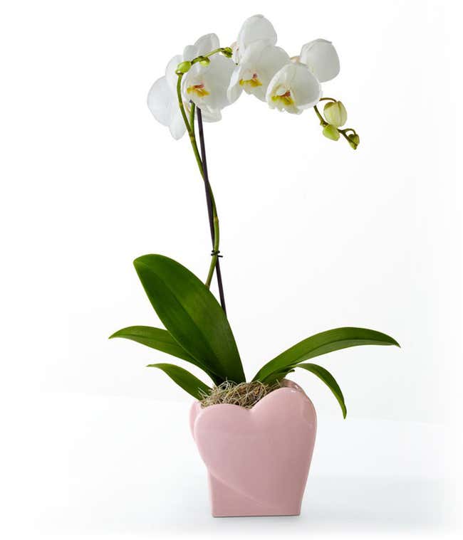 Sweet Love Orchid