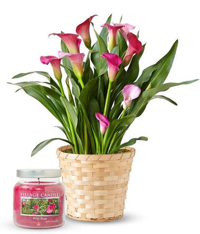 Pink Calla Lily & Rose Candle Gift Set