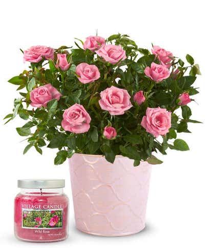 Rose Petal Glow Gift Bundle