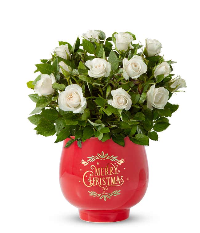 Mini white rose plant with full white blooms and buds arranged in a glossy red ceramic pot featuring a Merry Christmas design, displayed against a simple white background.