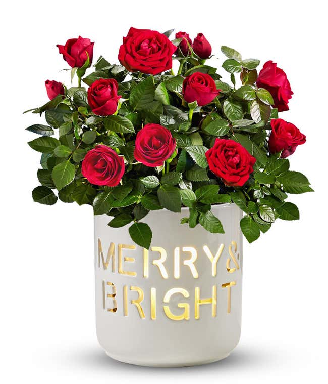 Festive potted rose plant with vibrant red blooms in a white ceramic container featuring the cut-out phrase 'Merry &amp; Bright,' illuminated with a warm glow from inside, set against a white background.