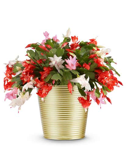 Pink Peppermint Christmas Cactus