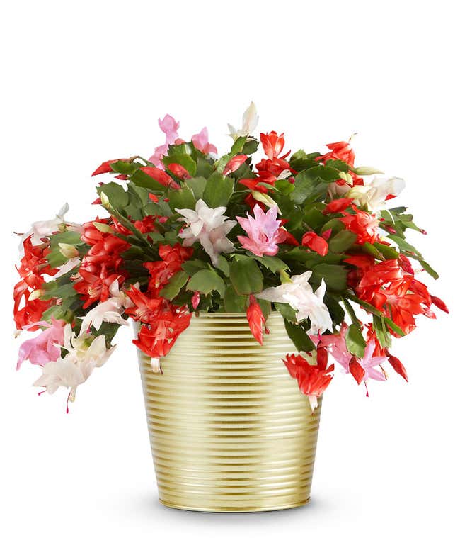 Christmas cactus with red, pink, and white blooms displayed in a shiny gold ribbed container.