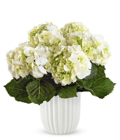 Wondrous White Hydrangea