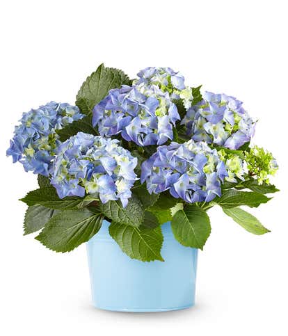 Beautiful Blue Hydrangea
