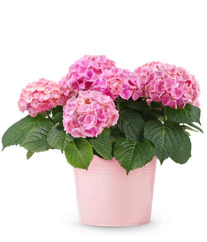 Perfectly Pink Hydrangea