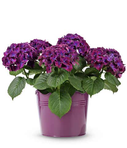 Picturesque Purple Hydrangea
