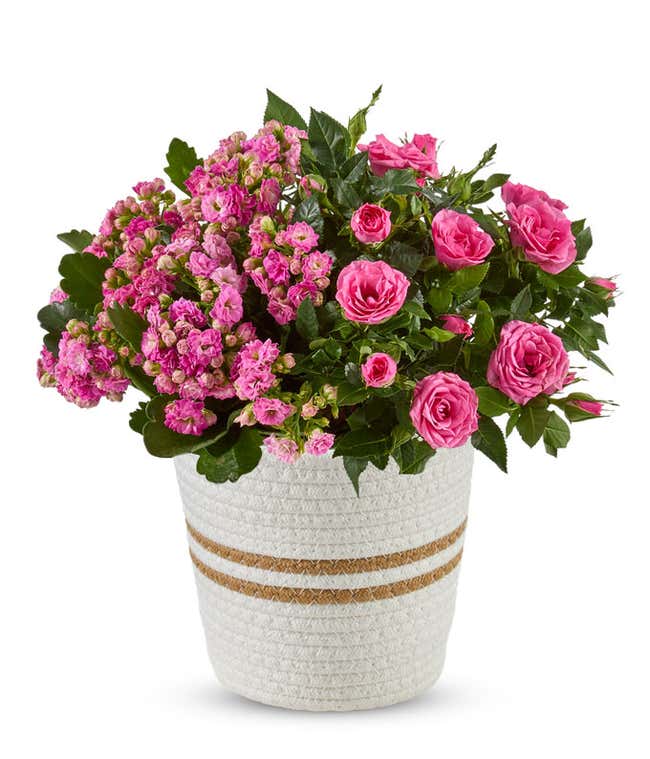 Pink Topaz Garden