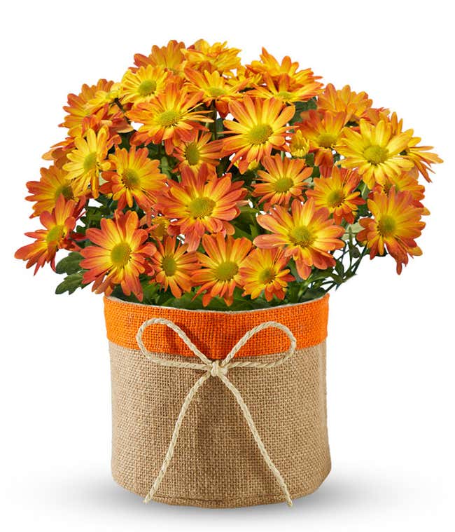 A live chrysanthemum plant with orange and yellow striped blooms in a burlap pot featuring a bright orange trim and a twine bow, creating a warm, rustic autumn look.