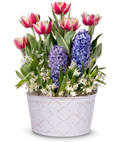 Easter Plant Delivery - FromYouFlowers