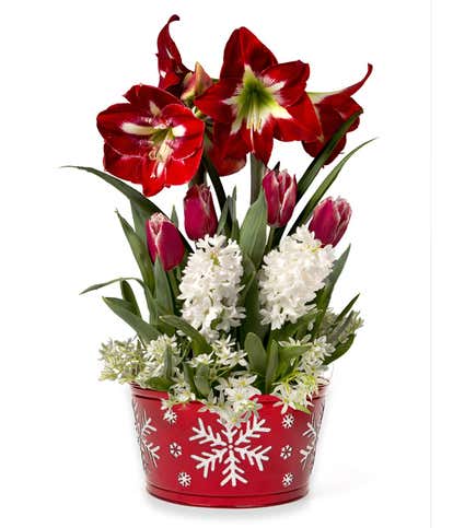 Sprouting Through the Snow Bulb Garden