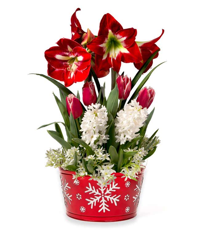 Red amaryllis with white centers, red tulips, and white muscari blooms in a red tin that is decorated with silver glitter snowflakes.