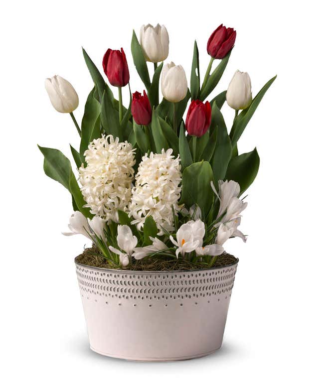 Red and white tulips with white muscari and crocus in a white tin.
