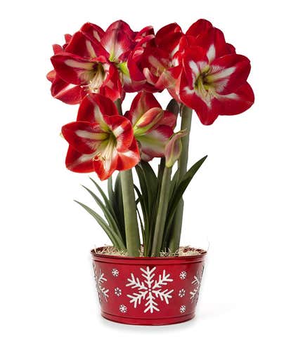 Romantic Amaryllis Trio