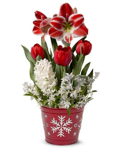 Seasons Wishes Amaryllis Garden