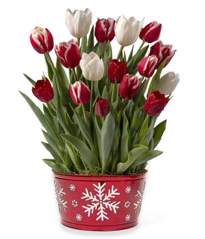 Red & White Snowflake Tulip Bulb Garden
