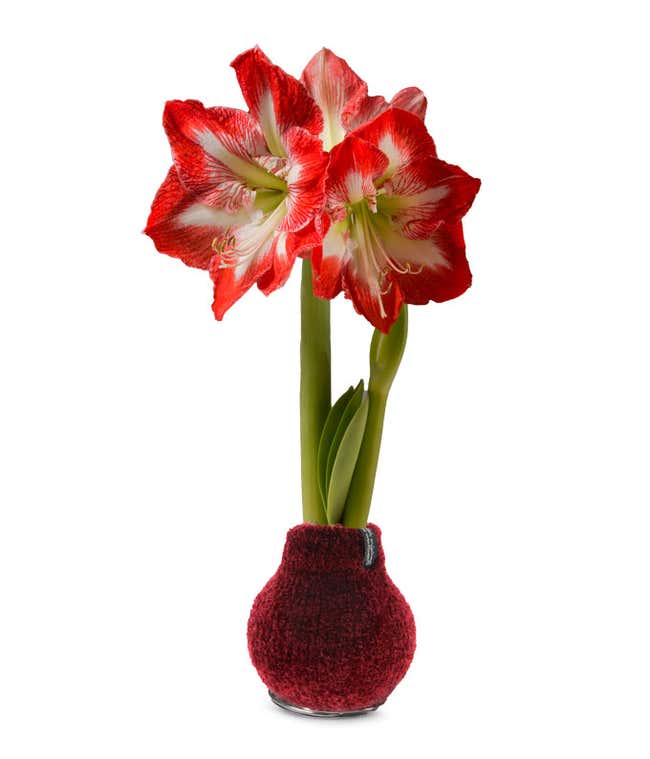 Red &amp; White Amaryllis - red sweater