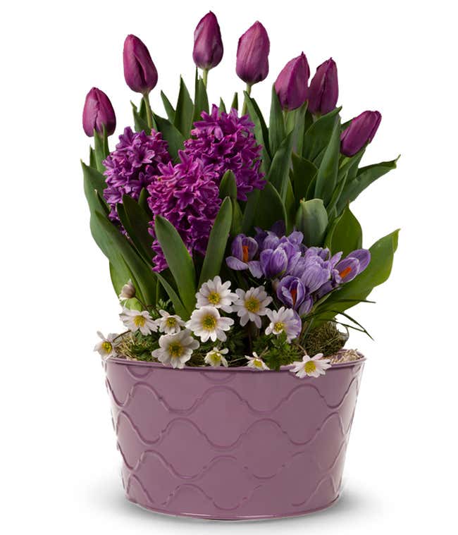 A floral arrangement of purple tulips, purple hyacinth, crocuses, and white spray daisies in a  purple tin container  