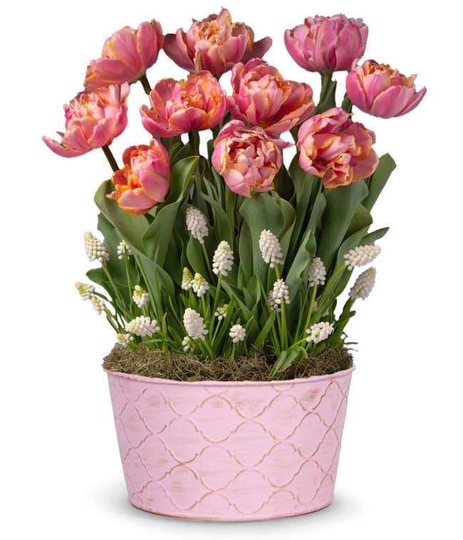 A pink pot holds tulips with pink and yellow petals and white grape hyacinth flowers amidst green foliage.