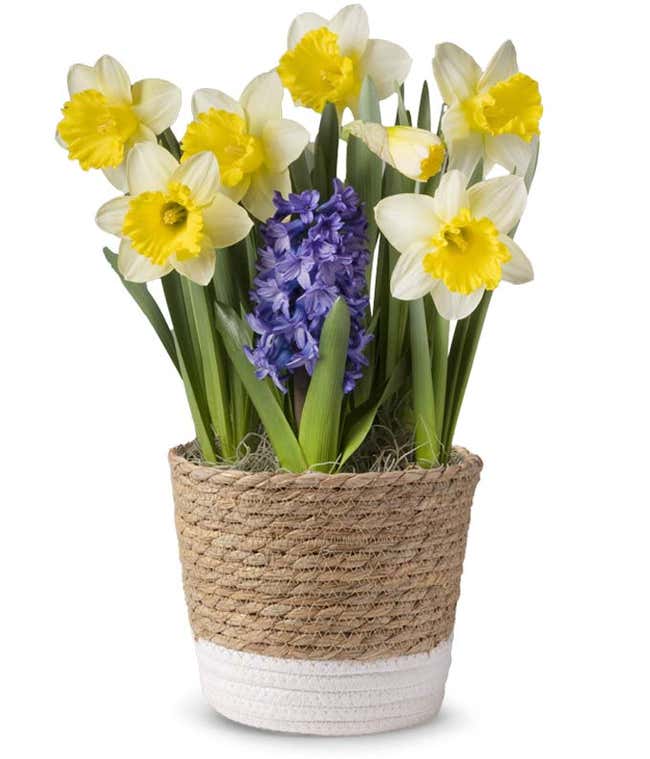 Darling Daffodils Bulb Garden