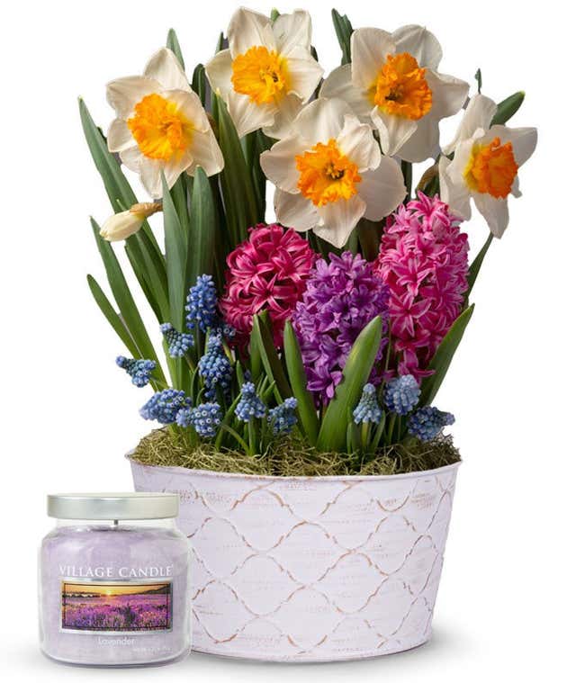 Spring bulb garden featuring budding tulips and hyacinths in a white container, accompanied by a lavender-scented glass jar candle.