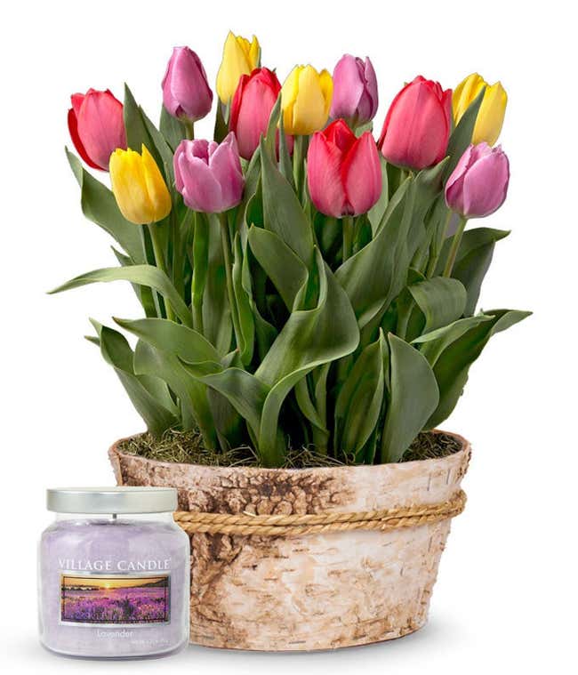 Colorful tulip bulb garden featuring pink, purple, red, and yellow blooms in a rustic birch-style pot with rope accent, paired with a lavender-scented candle in a glass jar.