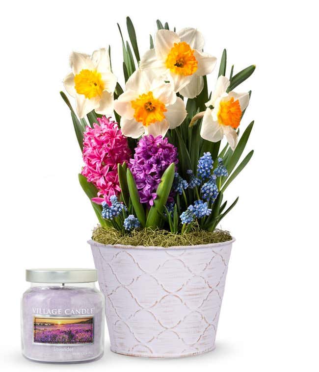 Spring bulb garden featuring blooming daffodils, pink and purple hyacinths, and blue grape hyacinths in a white textured pot, paired with a lavender-scented candle in a glass jar.