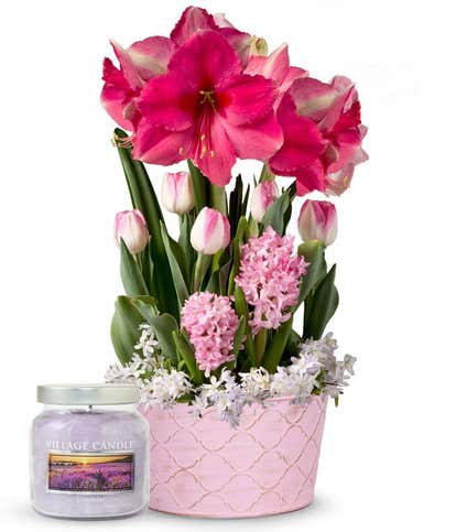 Blushing Amaryllis Bulbs & Lavender Candle Bundle