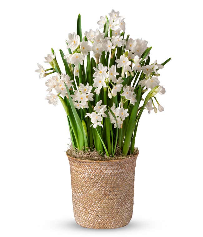 A live paperwhite narcissus plant with white flowers and green leaves in a light brown woven pot, offering a serene, natural look.