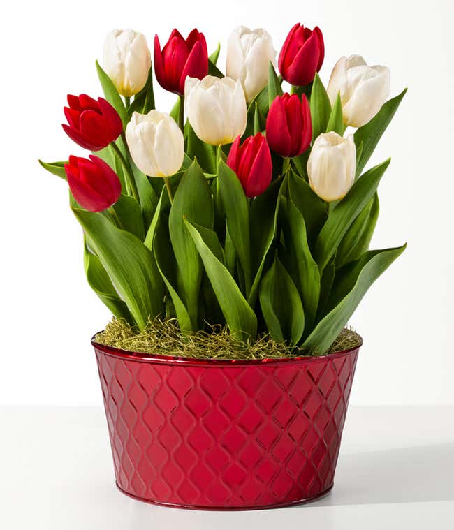 A festive holiday arrangement featuring red and white tulips with green leaves, set in a decorative red and white striped container, resembling candy cane patterns, accented with moss at the base.