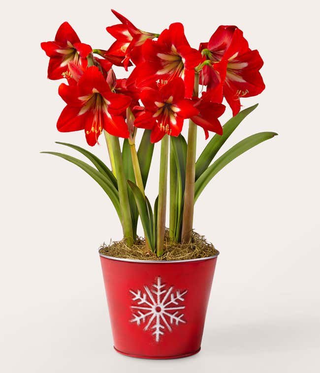 Red amaryllis bulb garden with vibrant red blooms featuring white centers, tall green leaves, and moss-covered soil, arranged in a festive red container with a white snowflake design.