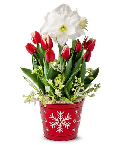 Red & White Tulip & Amaryllis Bulb Garden