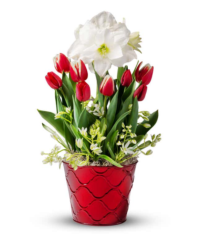 Holiday floral arrangement featuring red tulip bulbs, white amaryllis blooms, and delicate white accent flowers in a festive red container with a wave pattern, set against a white background.