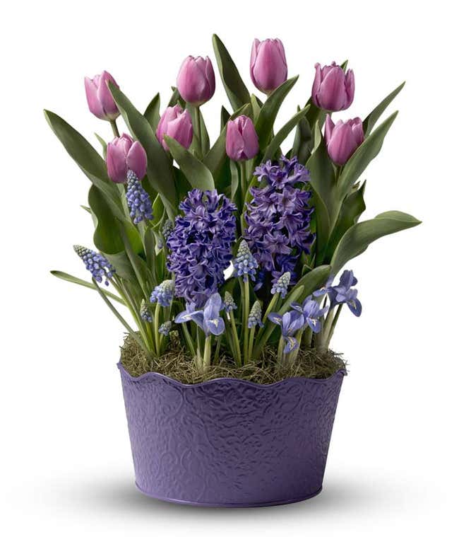 Purple Twilight Tulip &amp; Hyacinth Bulb Garden