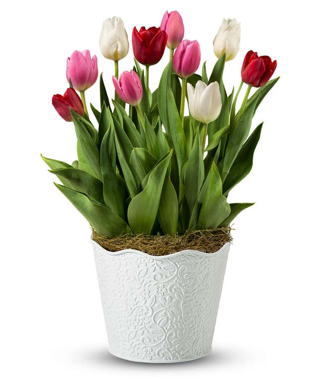 Potted tulip plant featuring red, pink, and white blooms with green leaves in a white embossed container.