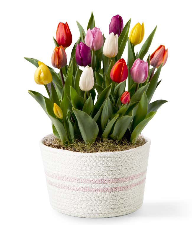A white burlap container with 2 light pink stripes contains 12 tulip plants of white, pink, purple, orange, red, and yellow blooms with green leaves.