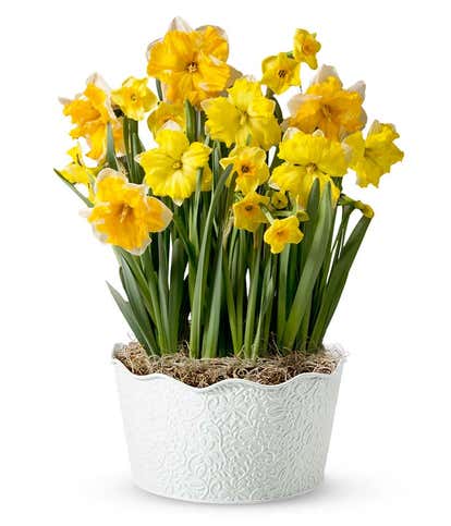 Stay Golden Daffodil Bulb Garden