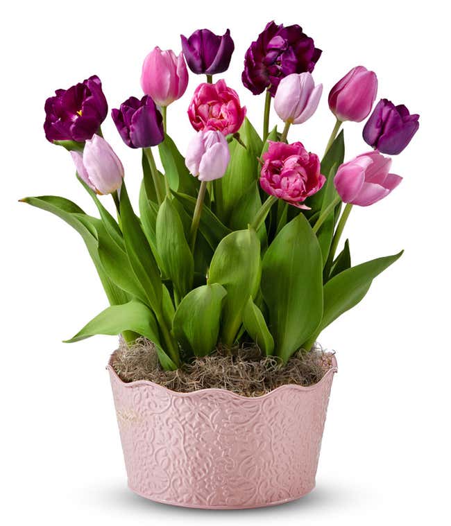 Potted tulip bulb garden with pink, lavender, and deep purple blooms in a decorative pink embossed container with moss at the base.