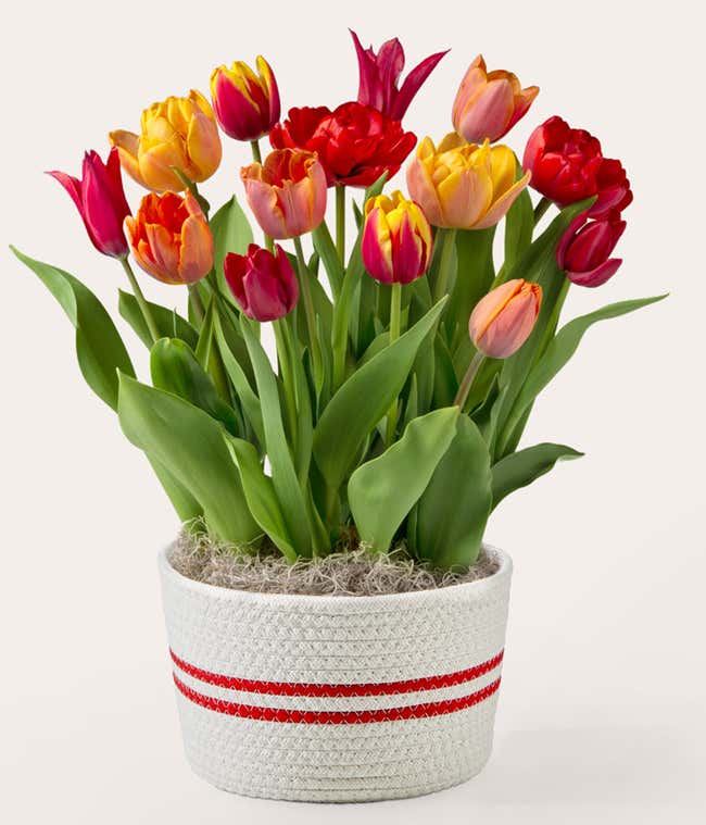 Potted tulip bulb garden with vibrant red, orange, yellow, and pink blooms in a white woven container featuring red stripes and moss at the base.