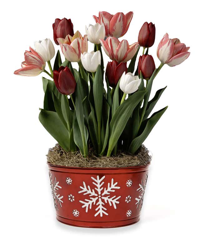 Tulip Bulb garden with Assorted Red &amp; White Tulips in a Red Container with White Snowflakes