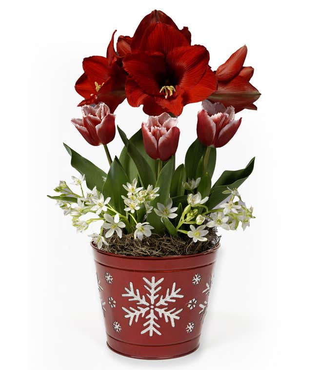 Bulb garden featuring Red amaryllis, Red &amp; White Tulips, and White Scilla Tubergeniana in a red container with White Snowflakes